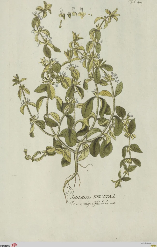An illustration from (Centuria V.), 1792, leaf 166
