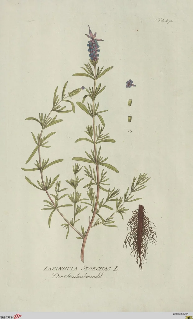 An illustration from (Centuria V.), 1792, leaf 168