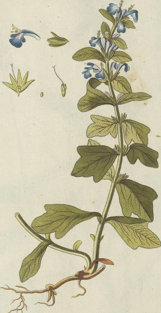 An illustration from (Centuria V.), 1792, leaf 180