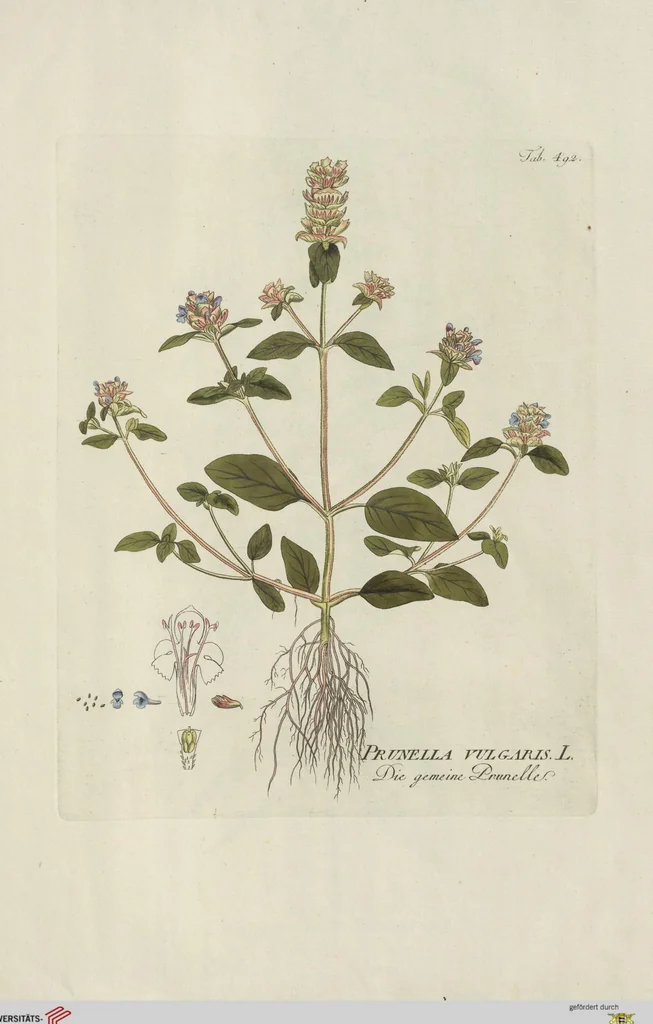 An illustration from (Centuria V.), 1792, leaf 190