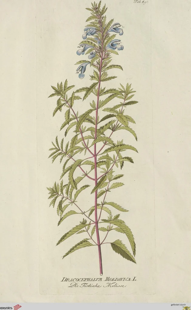 An illustration from (Centuria V.), 1792, leaf 191