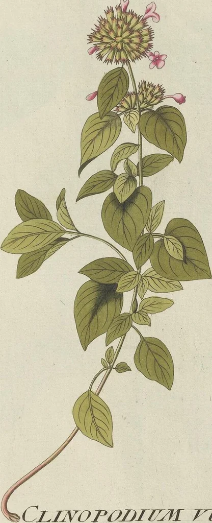An illustration from (Centuria V.), 1792, leaf 196