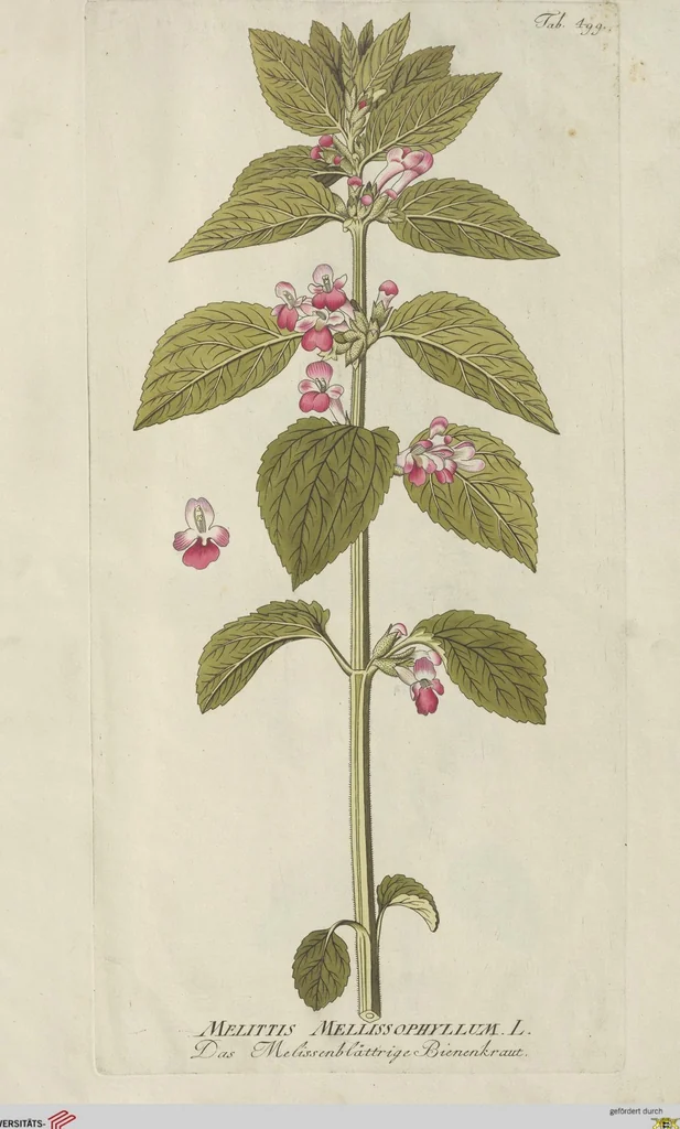 An illustration from (Centuria V.), 1792, leaf 197