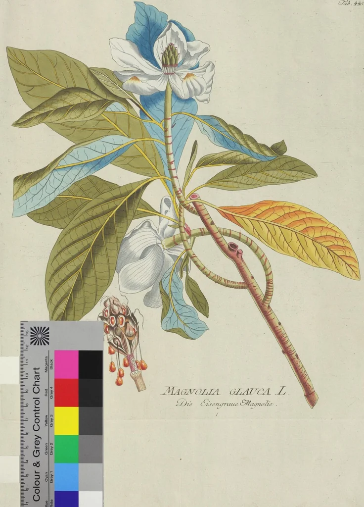 An illustration from (Centuria V.), 1792, leaf 203