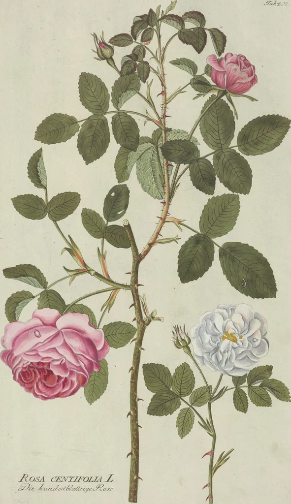 An illustration from (Centuria V.), 1792, leaf 94