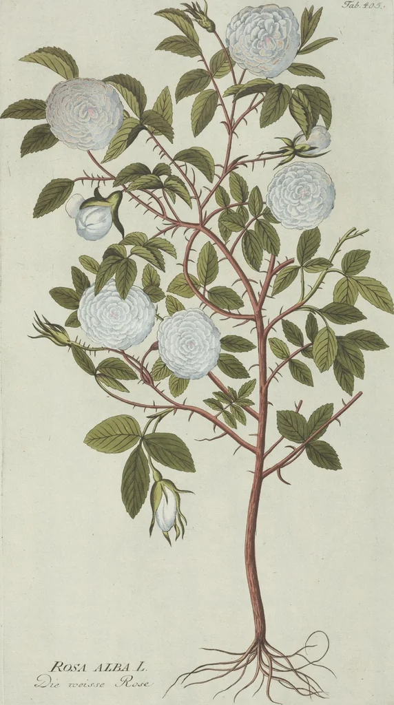 An illustration from (Centuria V.), 1792, leaf 97