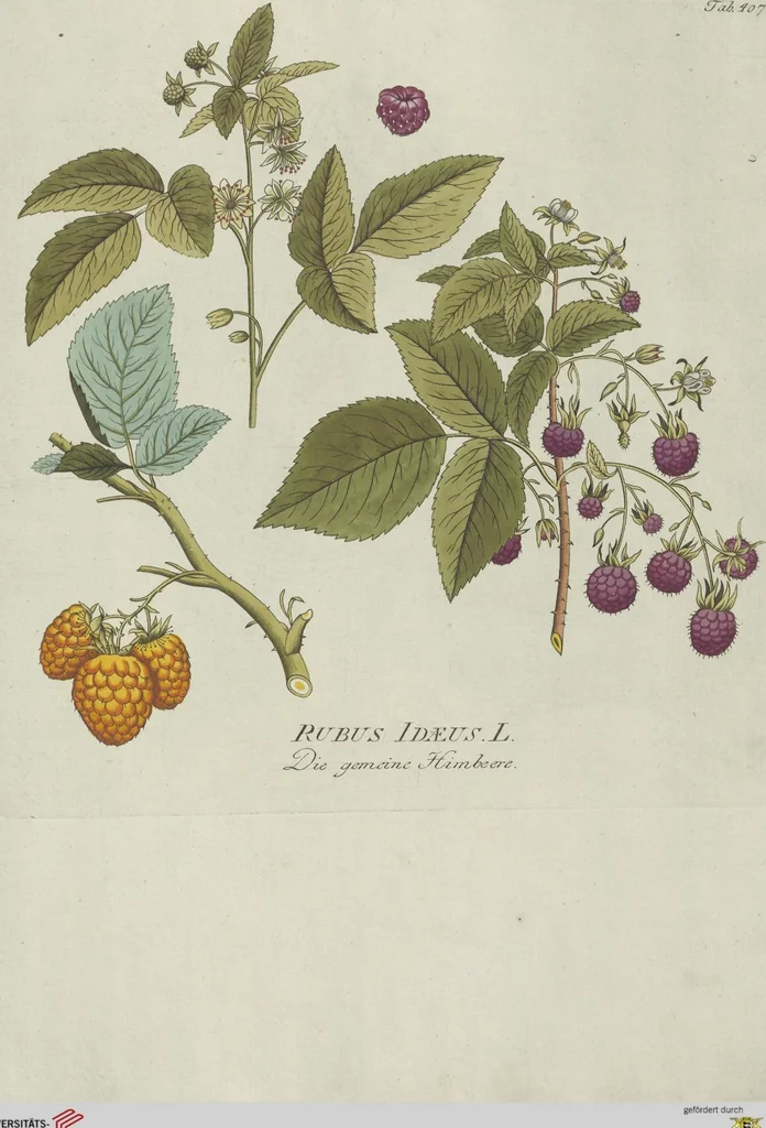 An illustration from (Centuria V.), 1792, leaf 99