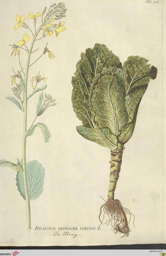 An illustration from (Centuria VI. Et Ultima.), 1794, leaf 137
