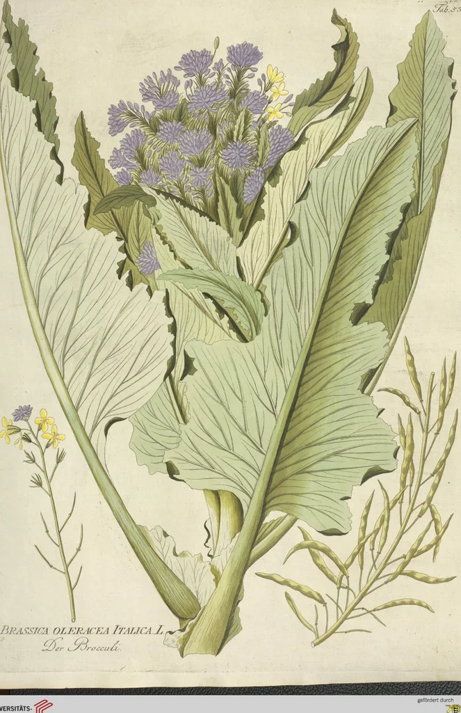 An illustration from (Centuria VI. Et Ultima.), 1794, leaf 143
