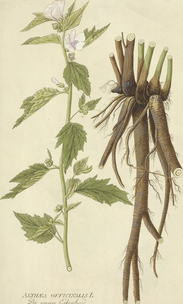 An illustration from (Centuria VI. Et Ultima.), 1794, leaf 151