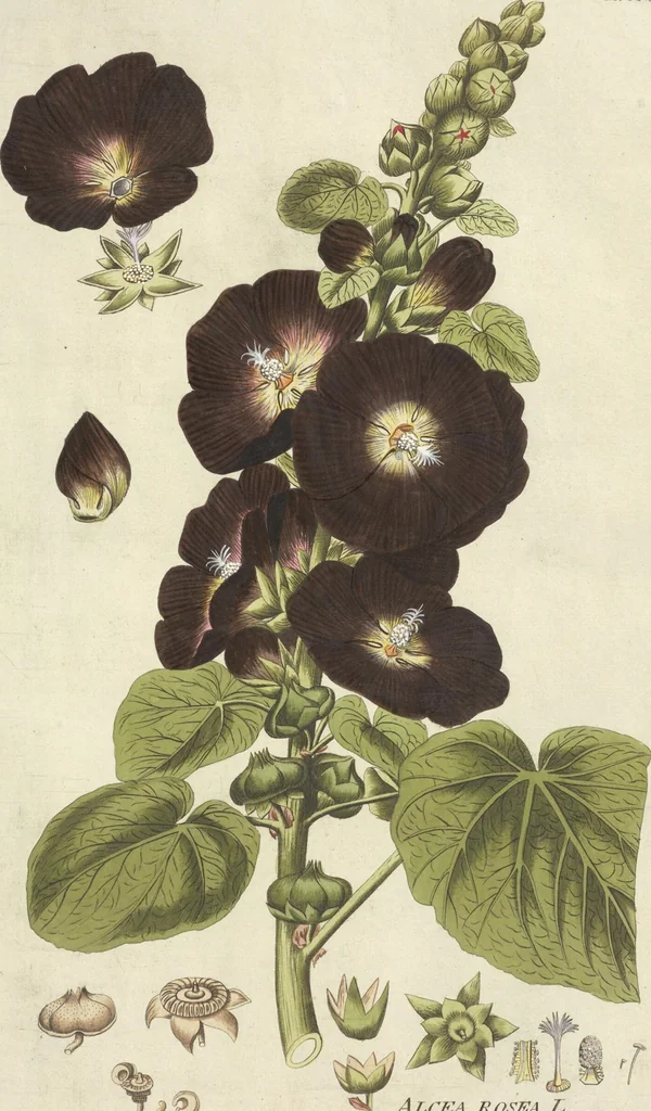 An illustration from (Centuria VI. Et Ultima.), 1794, leaf 159