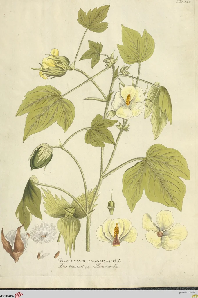 An illustration from (Centuria VI. Et Ultima.), 1794, leaf 163