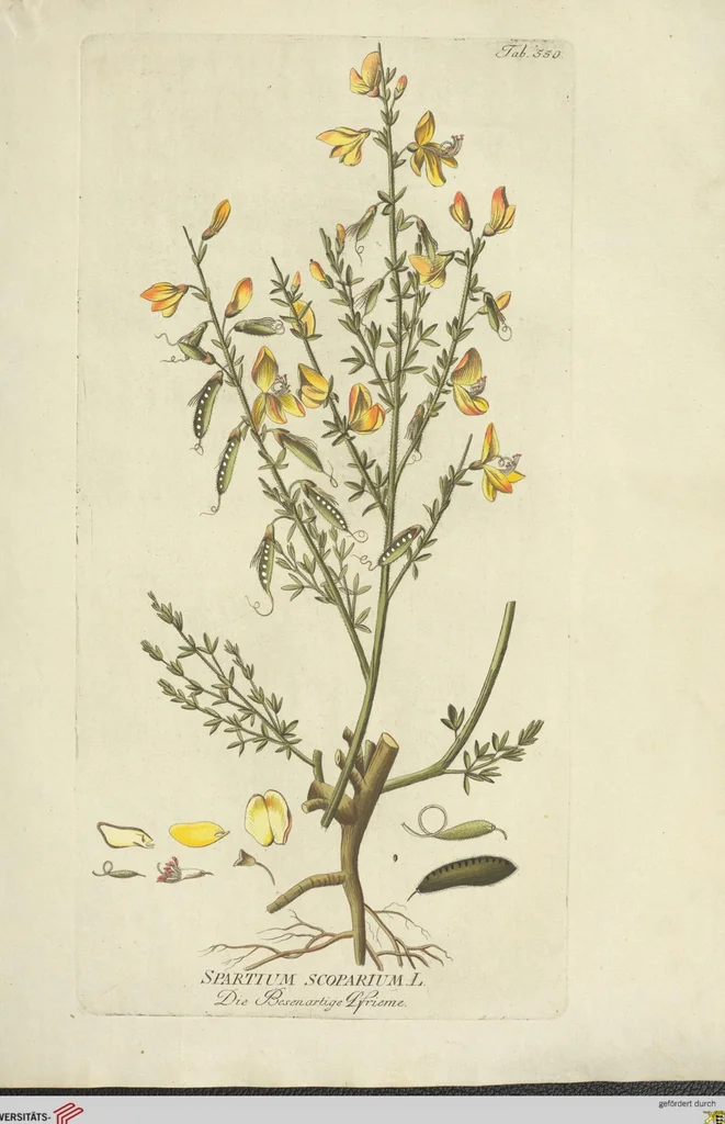 An illustration from (Centuria VI. Et Ultima.), 1794, leaf 175