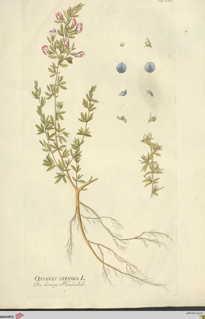 An illustration from (Centuria VI. Et Ultima.), 1794, leaf 183