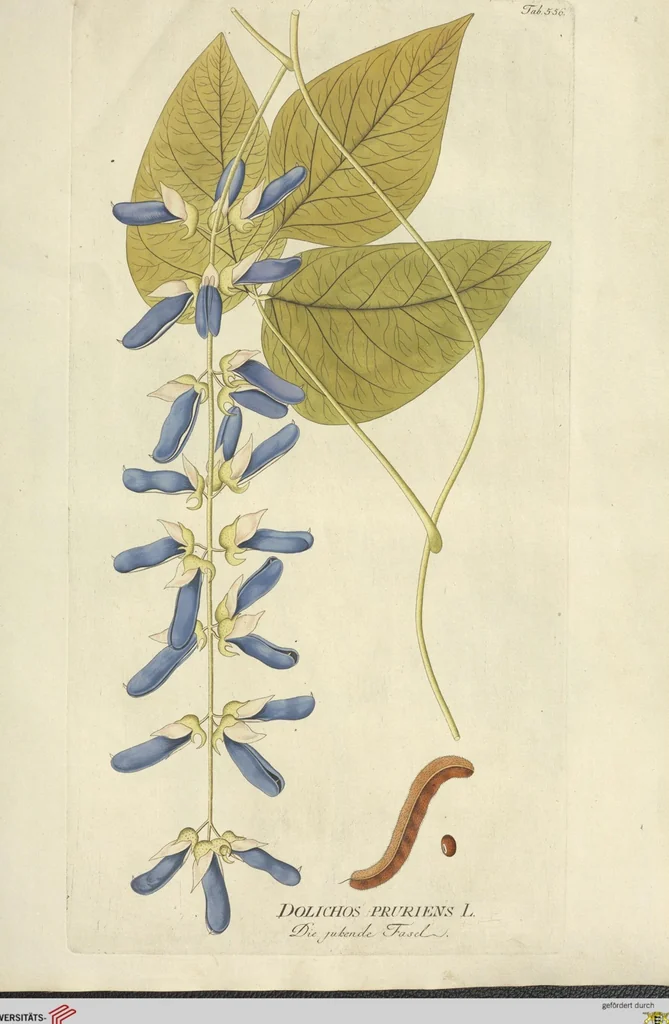 An illustration from (Centuria VI. Et Ultima.), 1794, leaf 189