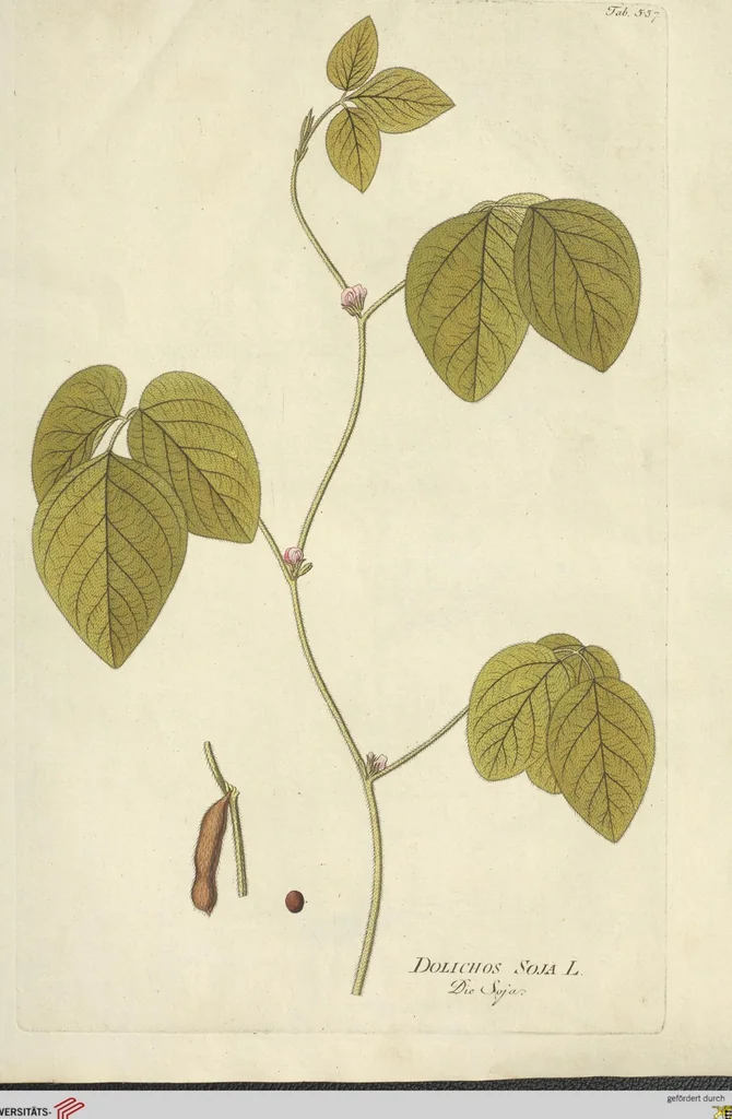 An illustration from (Centuria VI. Et Ultima.), 1794, leaf 191