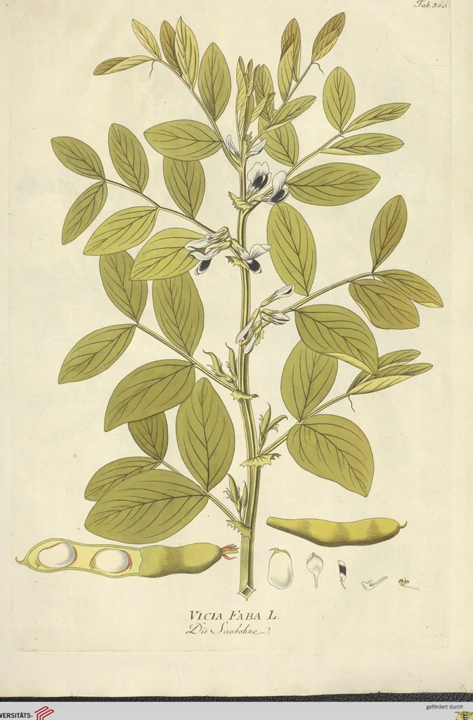An illustration from (Centuria VI. Et Ultima.), 1794, leaf 197