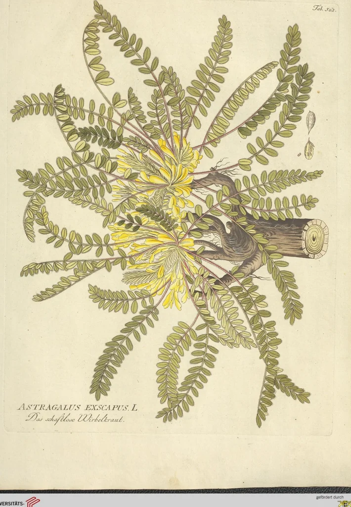 An illustration from (Centuria VI. Et Ultima.), 1794, leaf 199
