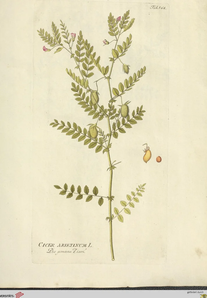 An illustration from (Centuria VI. Et Ultima.), 1794, leaf 205