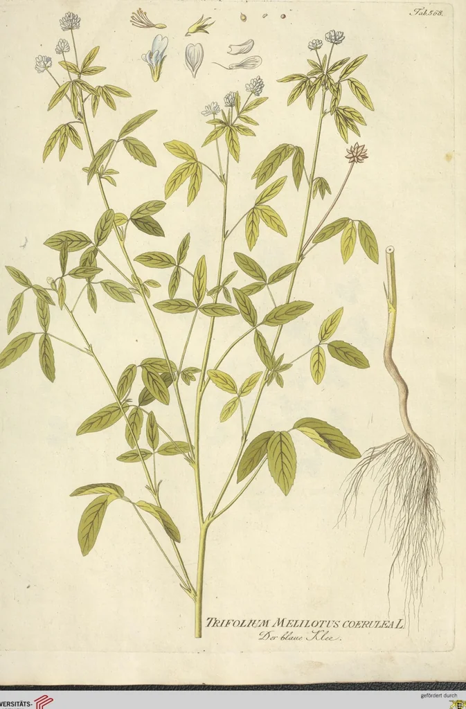 An illustration from (Centuria VI. Et Ultima.), 1794, leaf 213