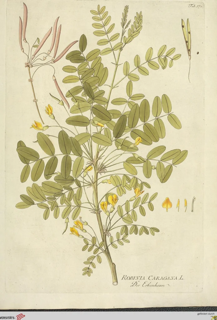 An illustration from (Centuria VI. Et Ultima.), 1794, leaf 227