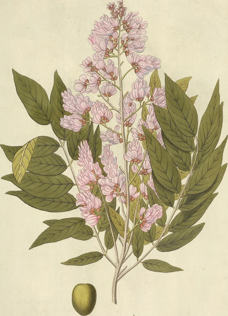 An illustration from (Centuria VI. Et Ultima.), 1794, leaf 233