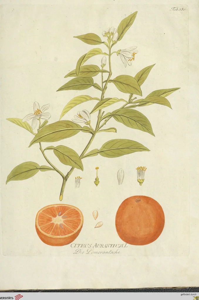 An illustration from (Centuria VI. Et Ultima.), 1794, leaf 239