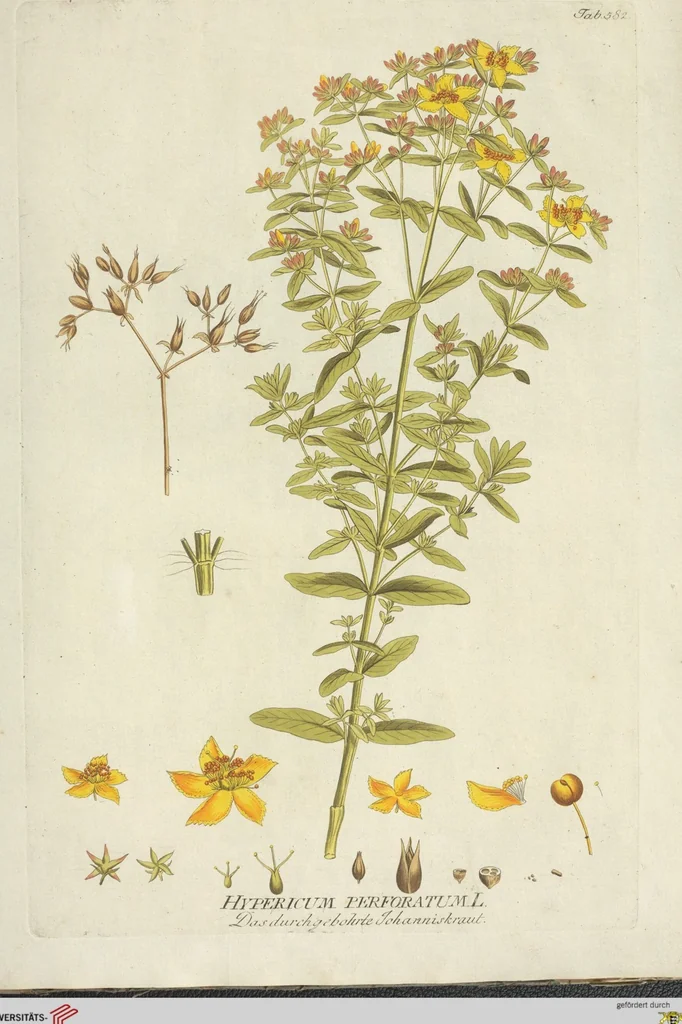 An illustration from (Centuria VI. Et Ultima.), 1794, leaf 243