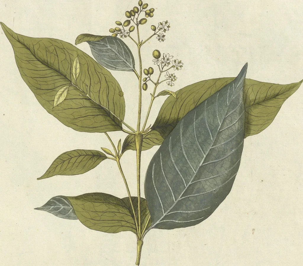 An illustration from (Centuria VI. Et Ultima.), 1794, leaf 245