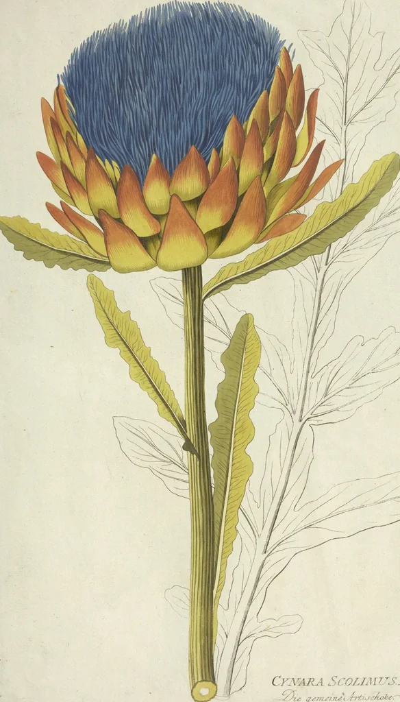 An illustration from (Centuria VI. Et Ultima.), 1794, leaf 247