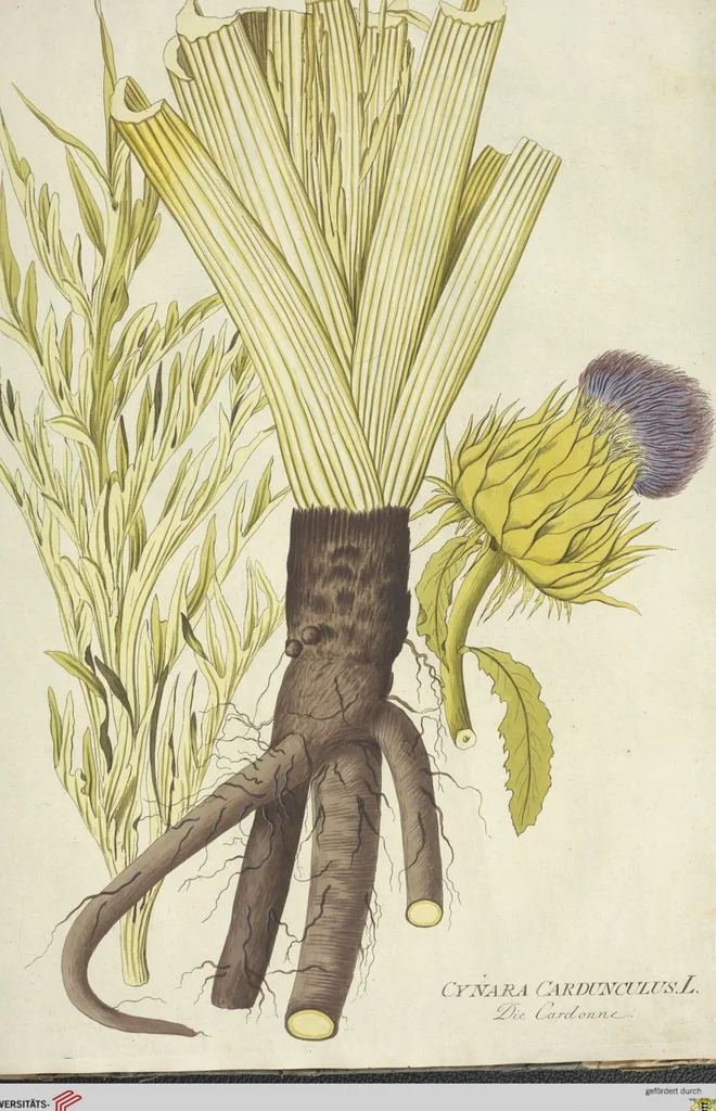 An illustration from (Centuria VI. Et Ultima.), 1794, leaf 249