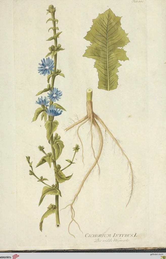 An illustration from (Centuria VI. Et Ultima.), 1794, leaf 251