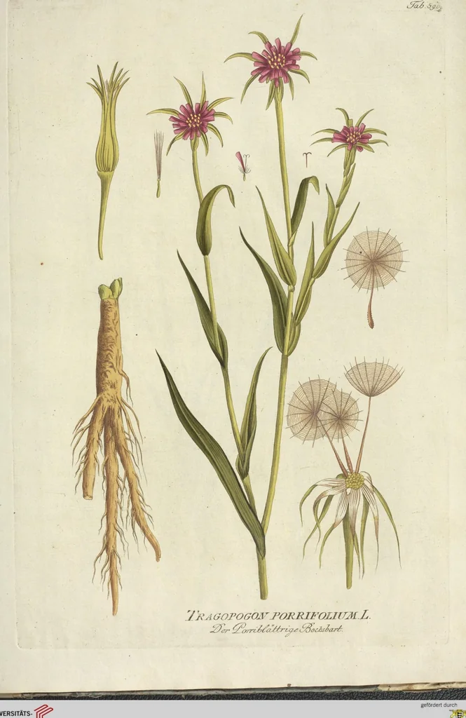An illustration from (Centuria VI. Et Ultima.), 1794, leaf 259