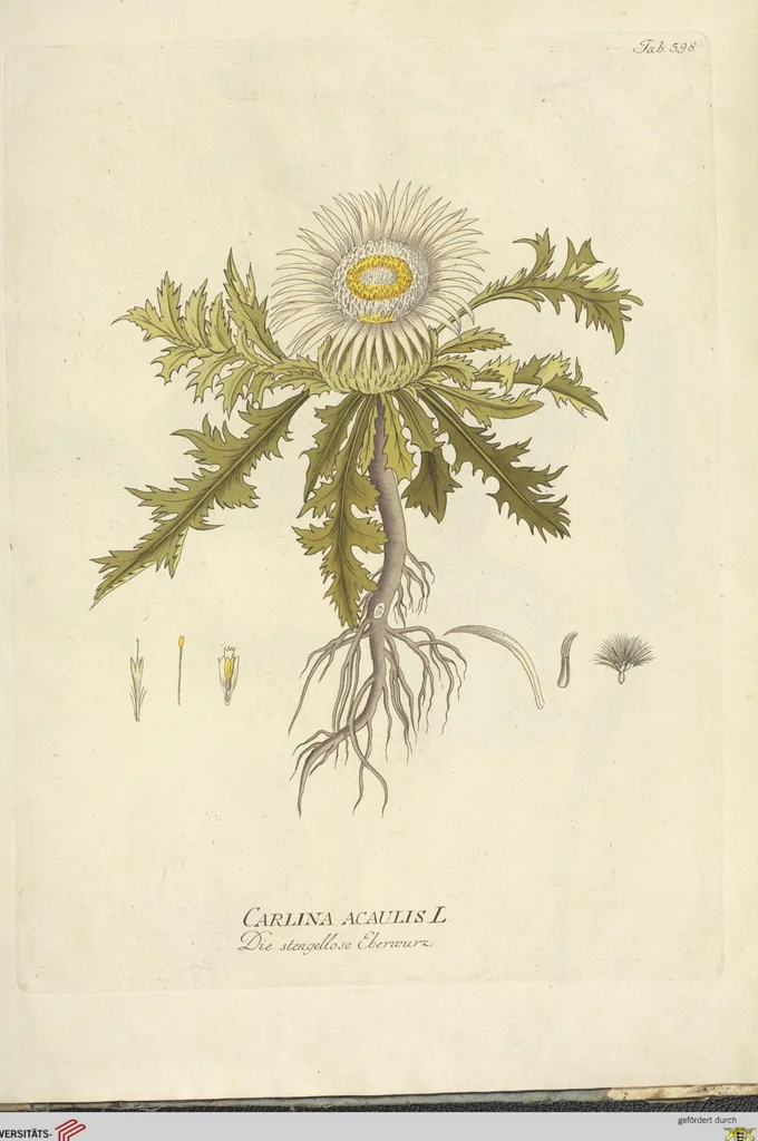 An illustration from (Centuria VI. Et Ultima.), 1794, leaf 275
