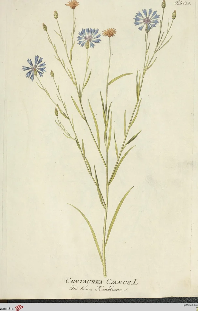 An illustration from (Centuria VII.), 1803, leaf 141