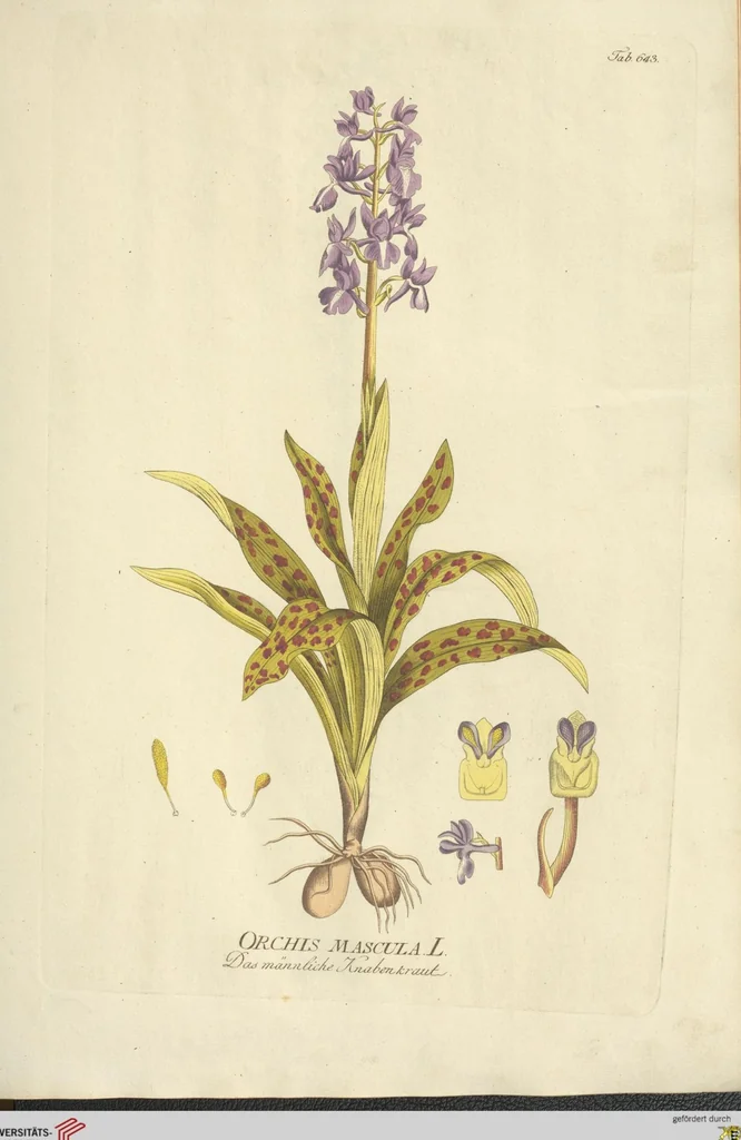 An illustration from (Centuria VII.), 1803, leaf 157
