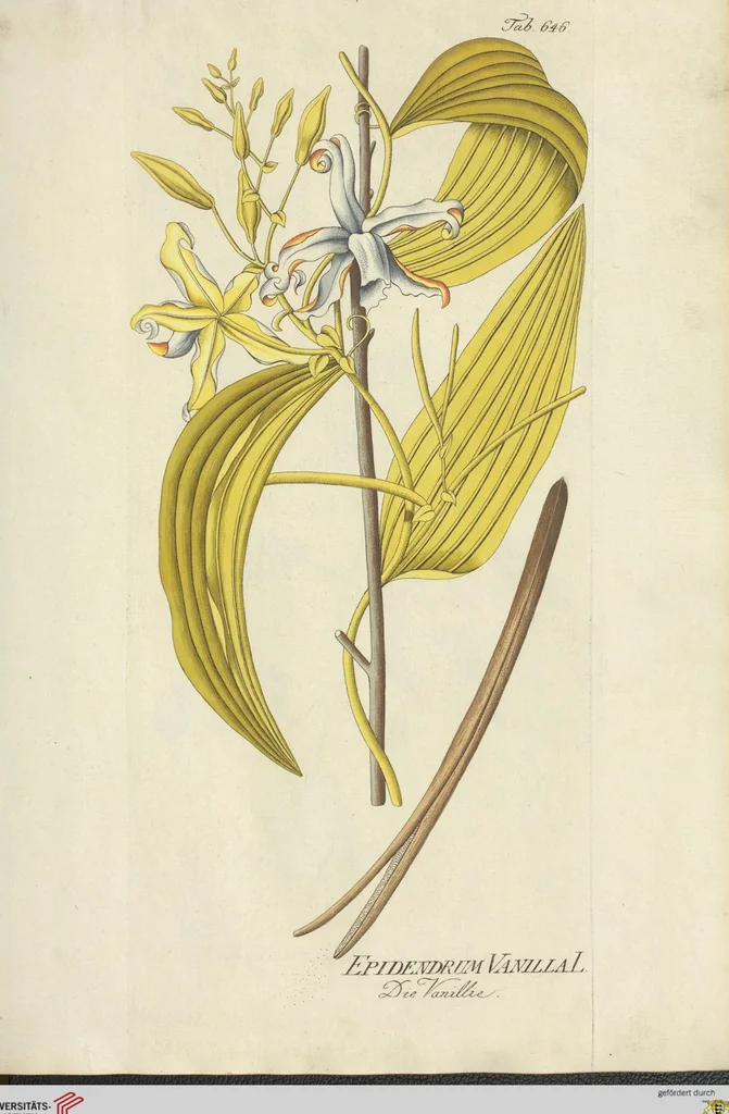 An illustration from (Centuria VII.), 1803, leaf 163