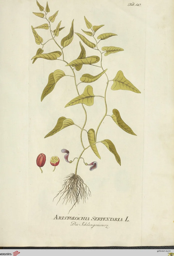 An illustration from (Centuria VII.), 1803, leaf 165