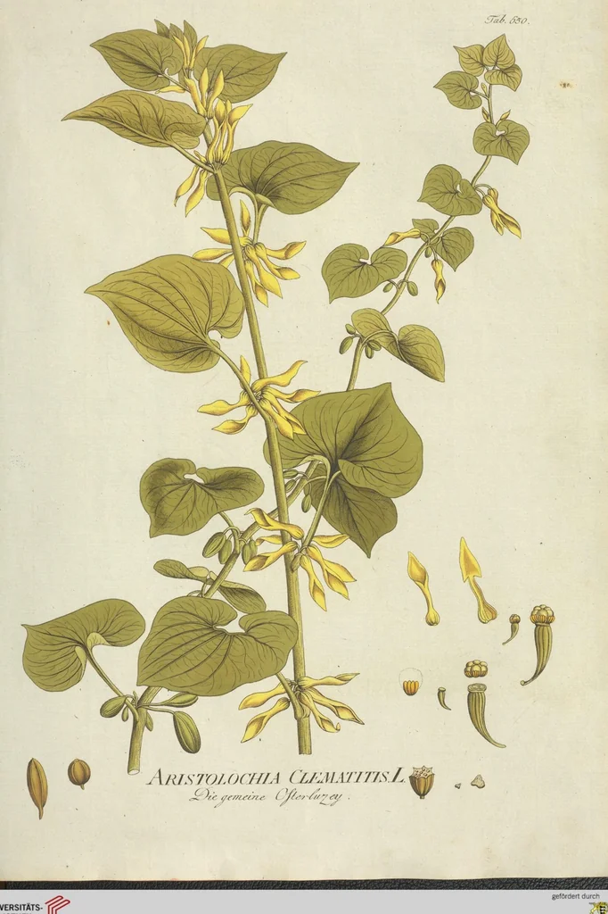 An illustration from (Centuria VII.), 1803, leaf 171