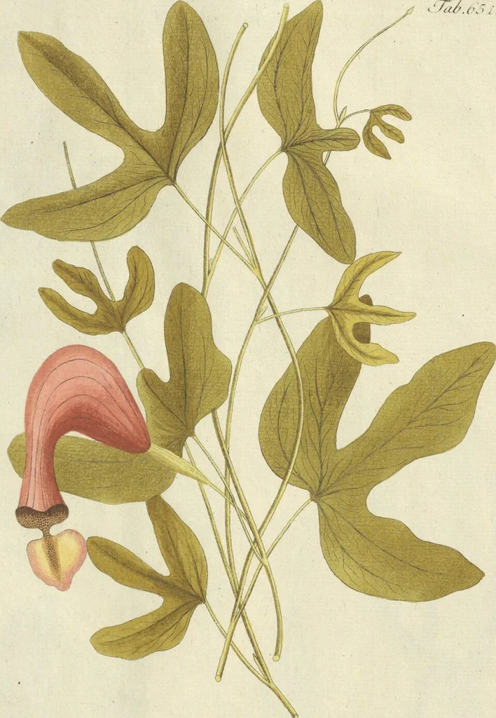An illustration from (Centuria VII.), 1803, leaf 175