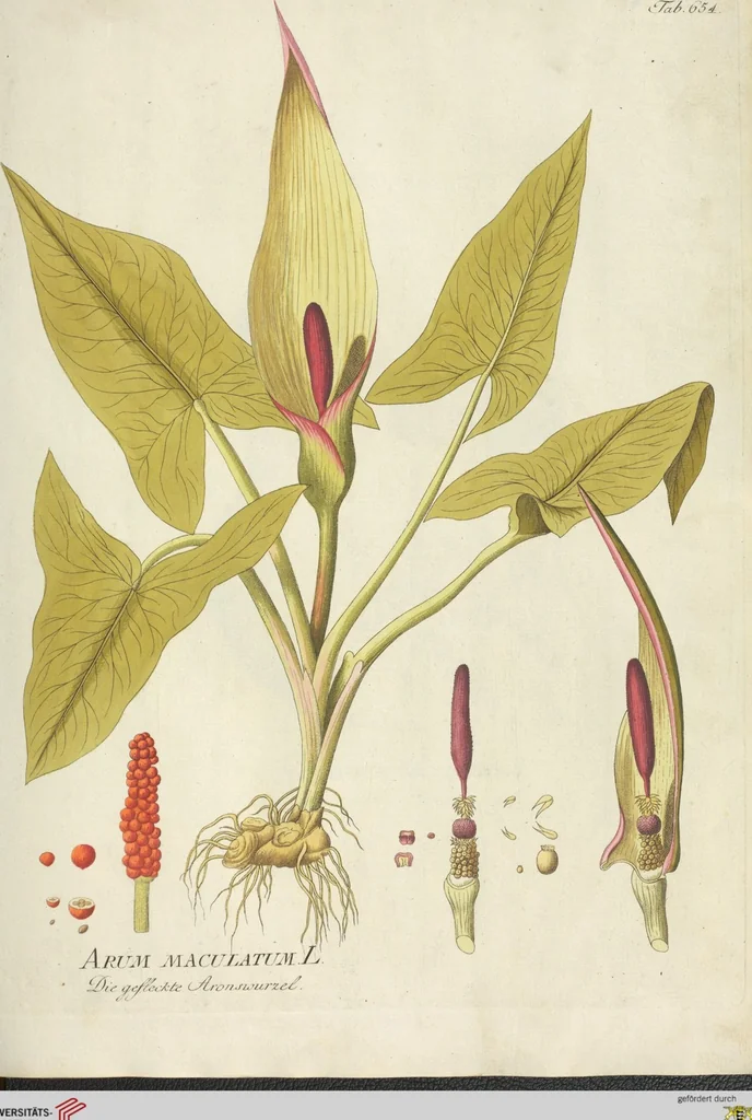 An illustration from (Centuria VII.), 1803, leaf 181