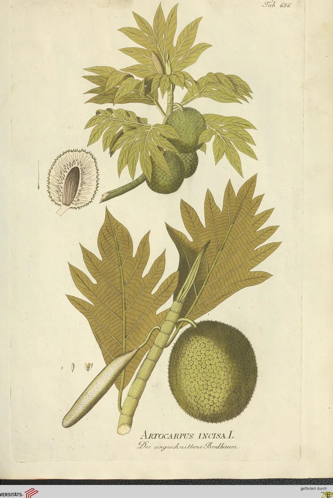 An illustration from (Centuria VII.), 1803, leaf 185