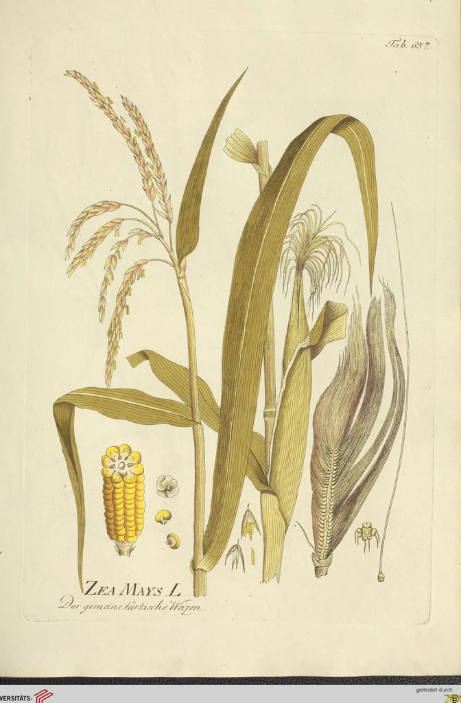 An illustration from (Centuria VII.), 1803, leaf 187