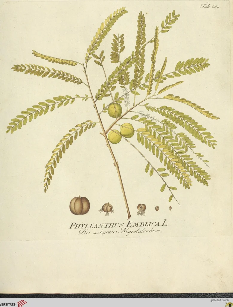 An illustration from (Centuria VII.), 1803, leaf 191