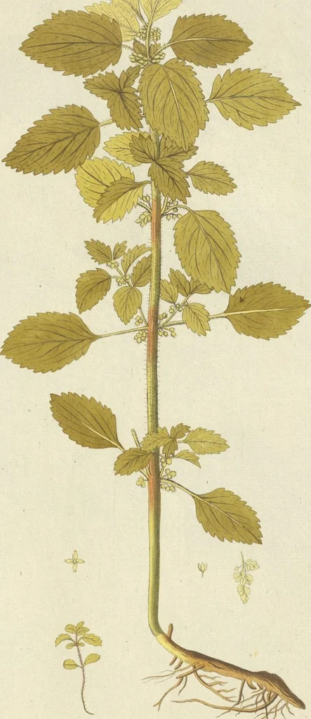 An illustration from (Centuria VII.), 1803, leaf 195
