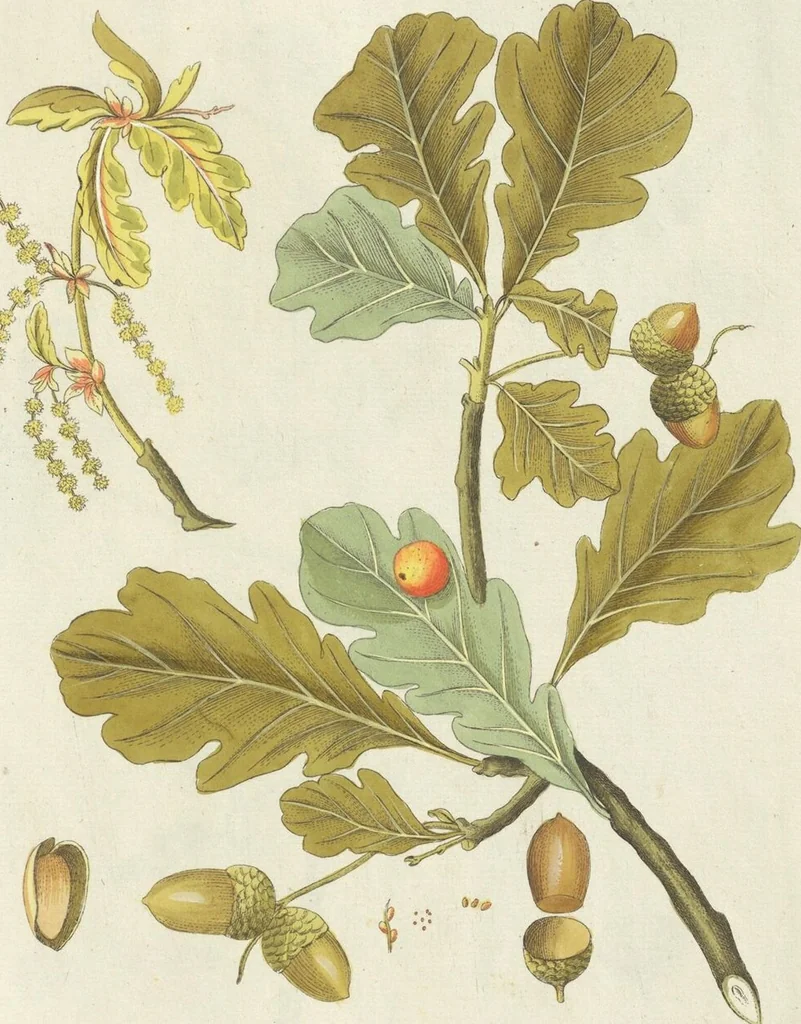 An illustration from (Centuria VII.), 1803, leaf 213