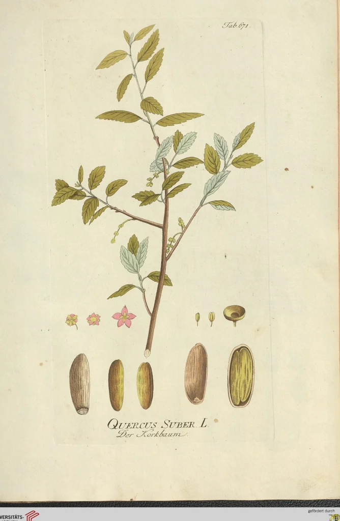 An illustration from (Centuria VII.), 1803, leaf 215