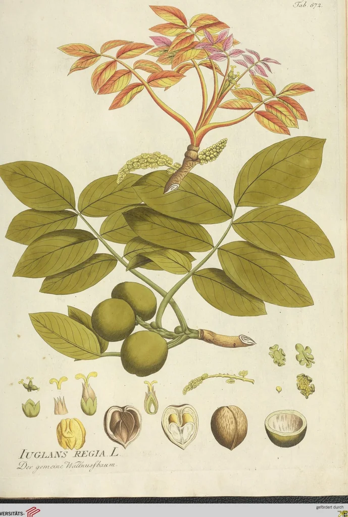 An illustration from (Centuria VII.), 1803, leaf 217