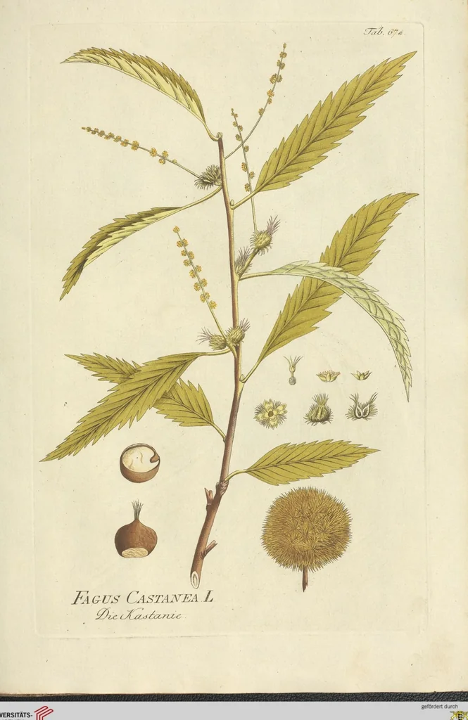 An illustration from (Centuria VII.), 1803, leaf 221