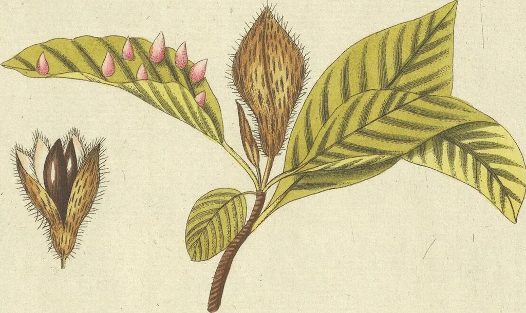 An illustration from (Centuria VII.), 1803, leaf 223